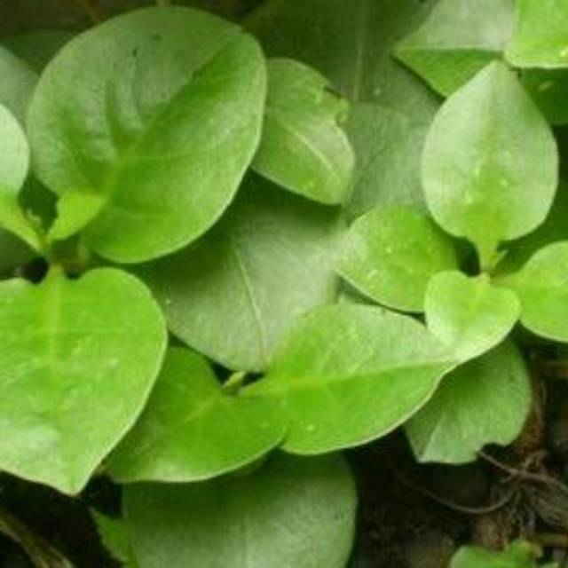 

Herbal daun binahong