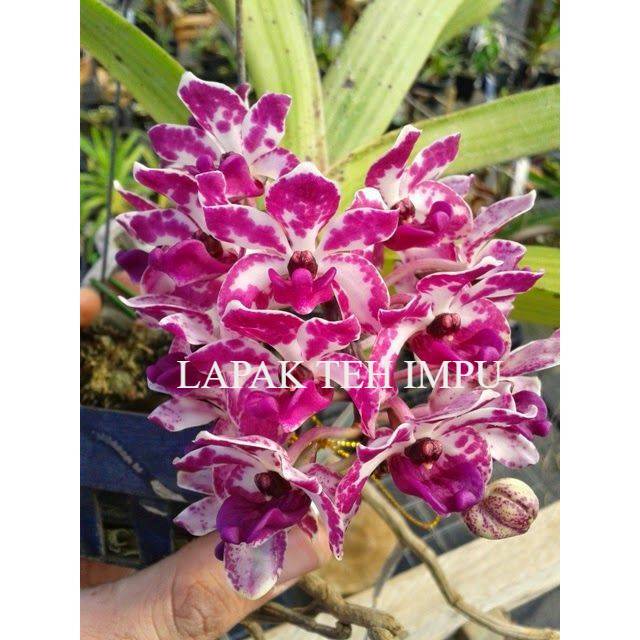 Anggrek Cymbidium retusa ( pink putih ) - Tanaman Hias Hidup - Bunga hidup - Bunga hias