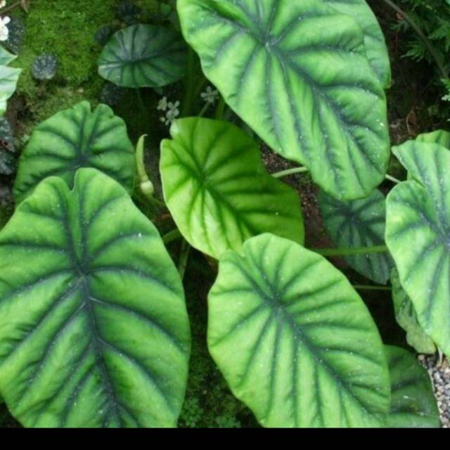 Alocasia tengkorak hijau