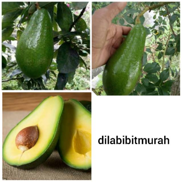 Bibit apukat kolumbus