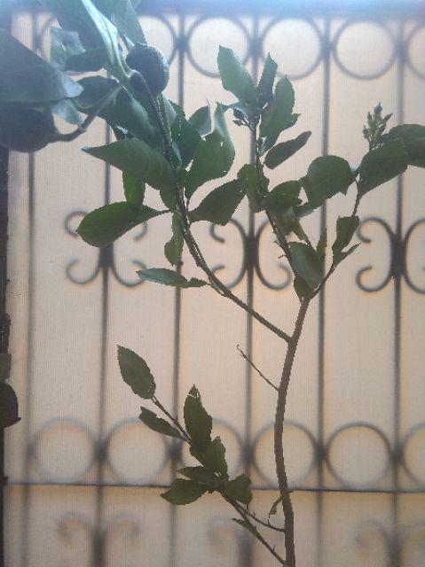 Bibit Jeruk Nipis Manis