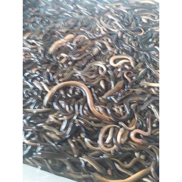 

lindung fress 500grm dan 1000 grm hidup dan mati