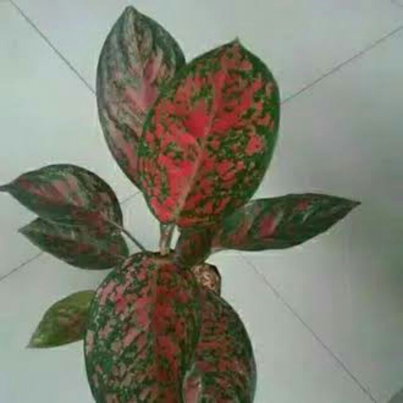 tanaman hias Aglonema venus-aglonema venus-bibit aglaonema venus-pohon aglonema venus-aglaonema venu