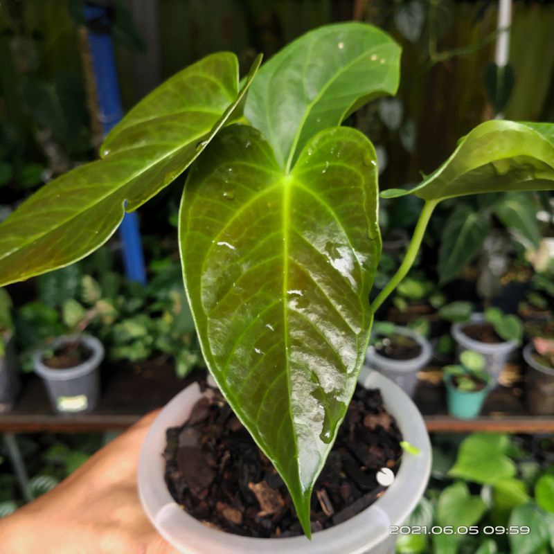 Anthurium Chamberlainii x Veitchii
