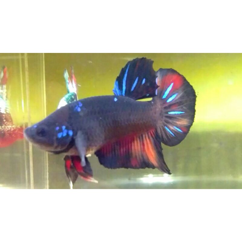 Ikan Cupang Avatar Nemo size M Real pict/video