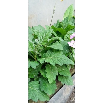 

daun dewa segar 50 gram