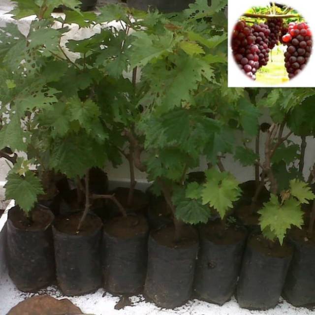 Bibit Anggur Merah Pohon anggur merah dari Stek cepat berbuah 
#bibitbuah#bibitanggurmerah