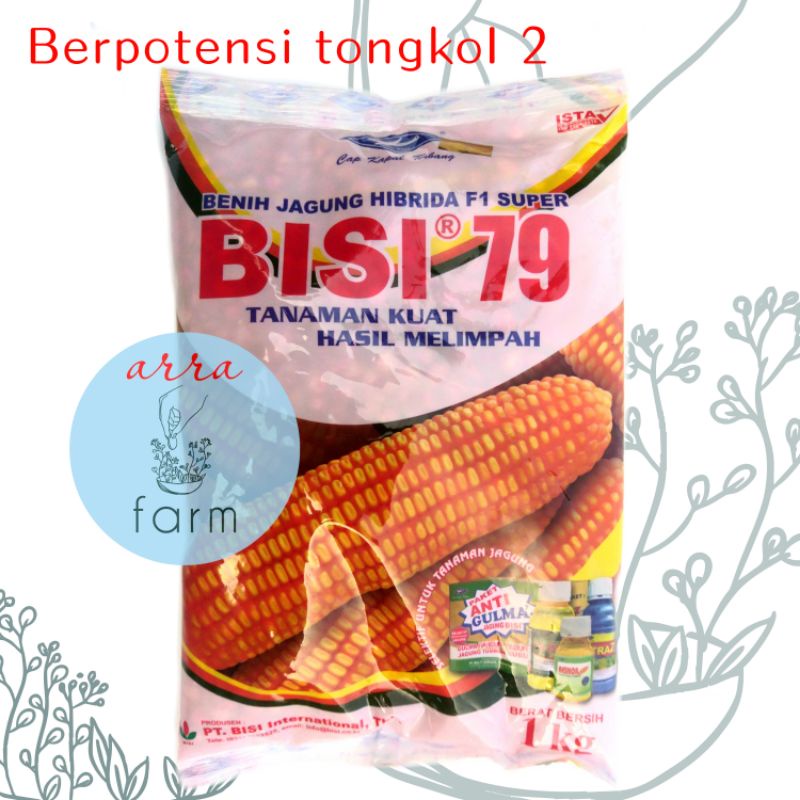 BENIH JAGUNG BISI 79 TONGKOL 2 HIBRIDA F1