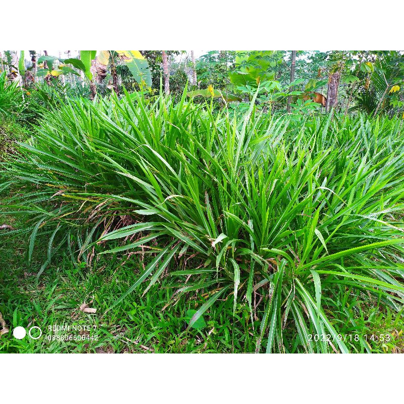 bibit odot rumput pakan ternak odot