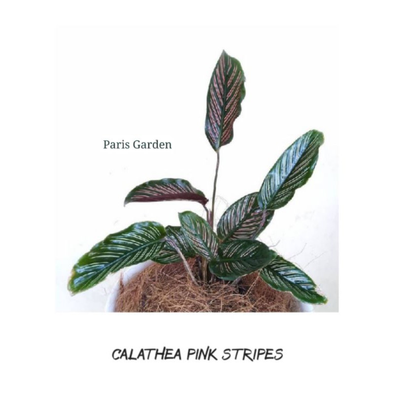 TANAMAN HIAS CALATHEA PINK STRIPES KALATEA ORNATA - BIBIT KALATEA PINK STRIP CALATHEA ORNATA