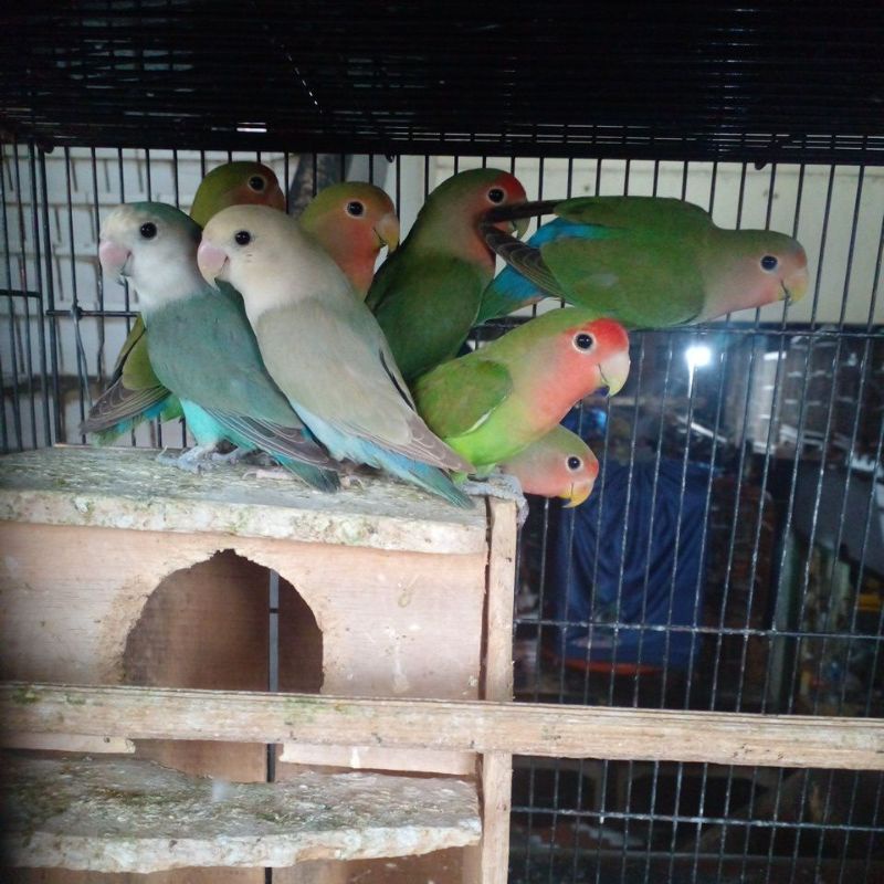 burung lovebird non klep warna warni