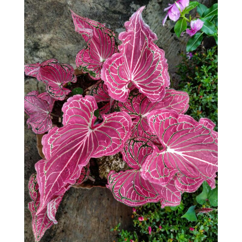 (BISA COD)Tanaman Hias Caladium Batik/Bunga Hias kaladium Wayang/Keladi Merah/Kaladi Murah/Talas