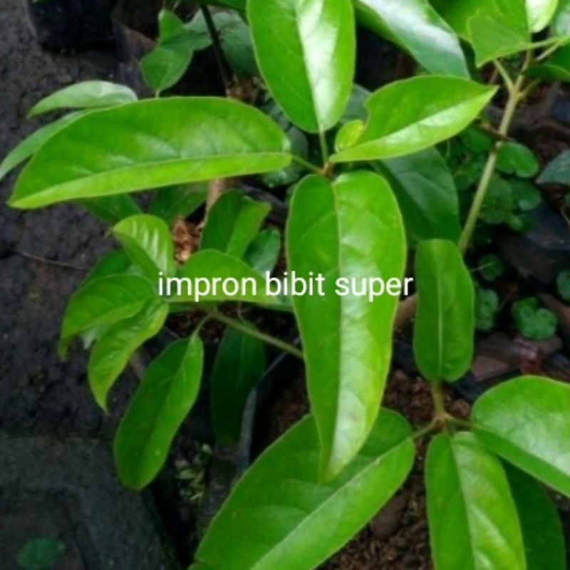 Bibit tanaman cincau pohon / cincau hijau