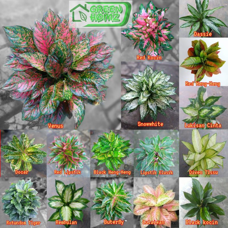 paket 16 pohon aglonema remaja