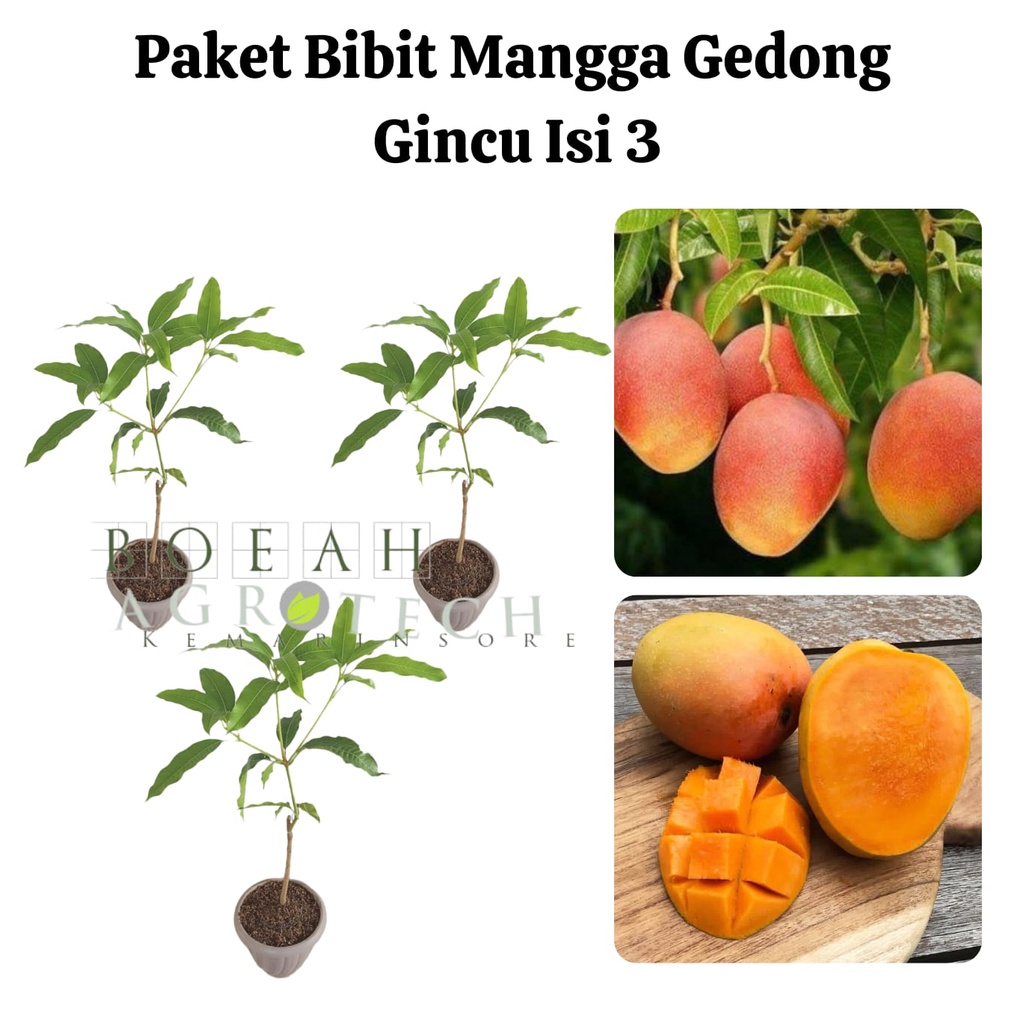 Paket Hemat Bibit Mangga Gedong Gincu Okulasi Isi 3 Bonus Bibit Strawberry+Polibag