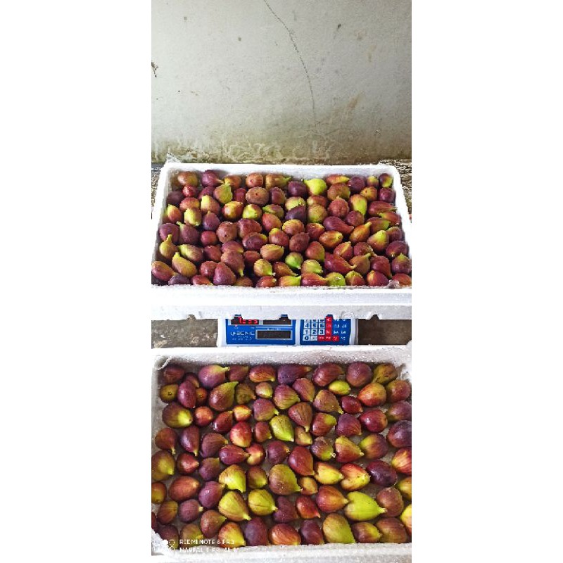 

buah tin[fig/Ara] fresh 1 kg langsung dari kebun