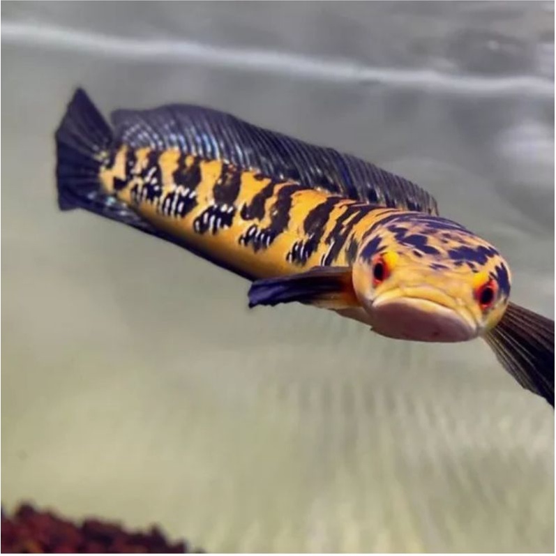 chana maru ys 12cm bar cakep,simet