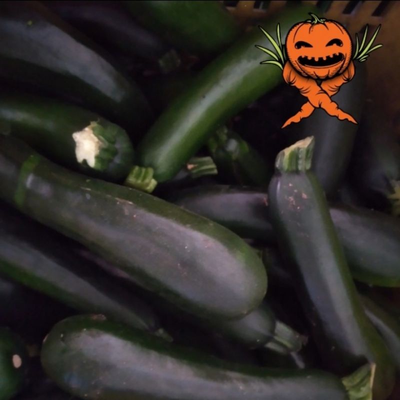 

Green Zuchini / Zuchini hijau