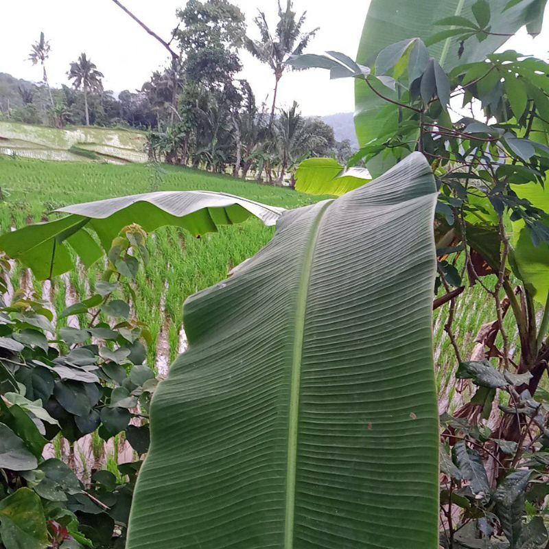 

Daun pisang perdahan /perlembar