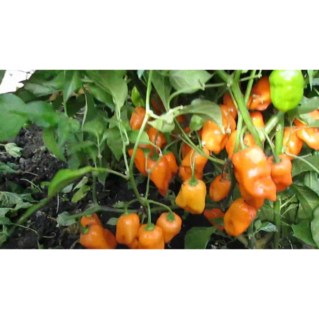 Benih-Bibit Cabe Habanero Orange (Haira Seed)