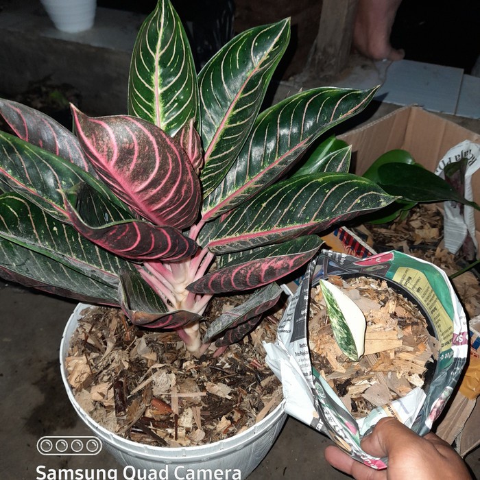 tanaman hias big dewasa red sumatra aglonema red sumatera