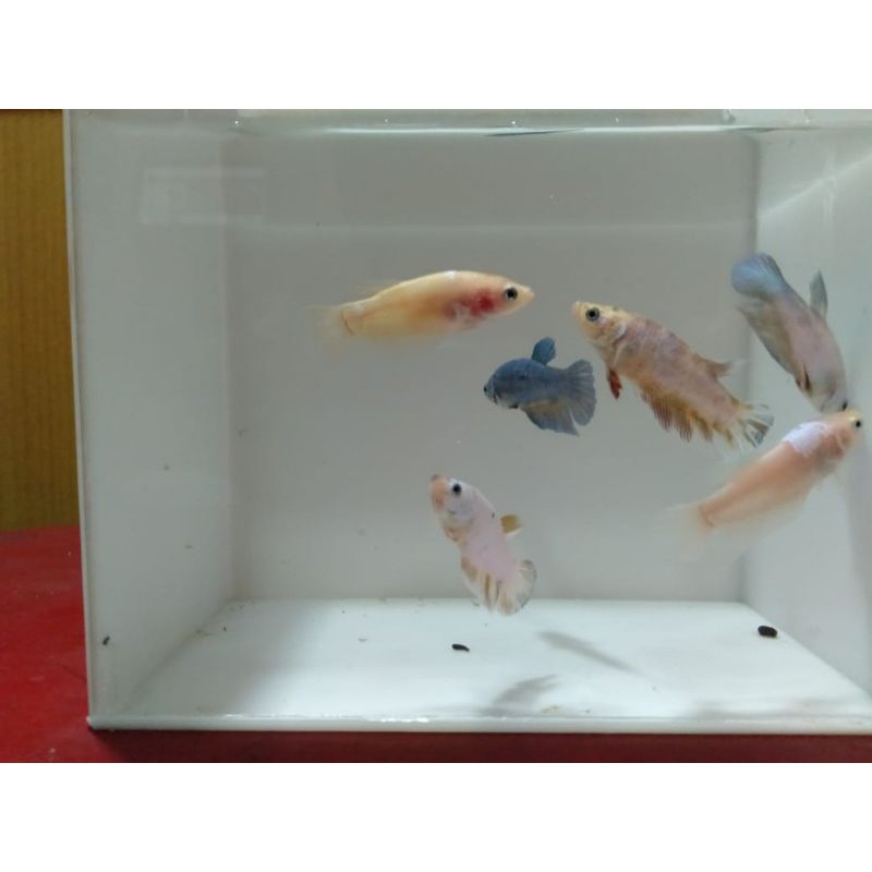 cupang betina giant galaxy