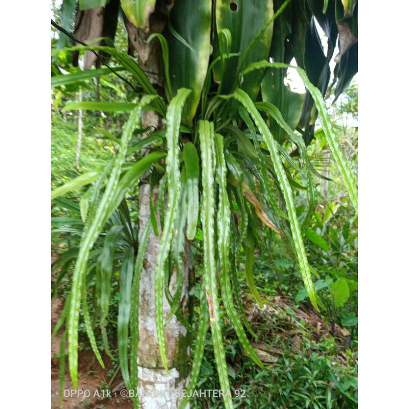 kadaka rumpai trotol