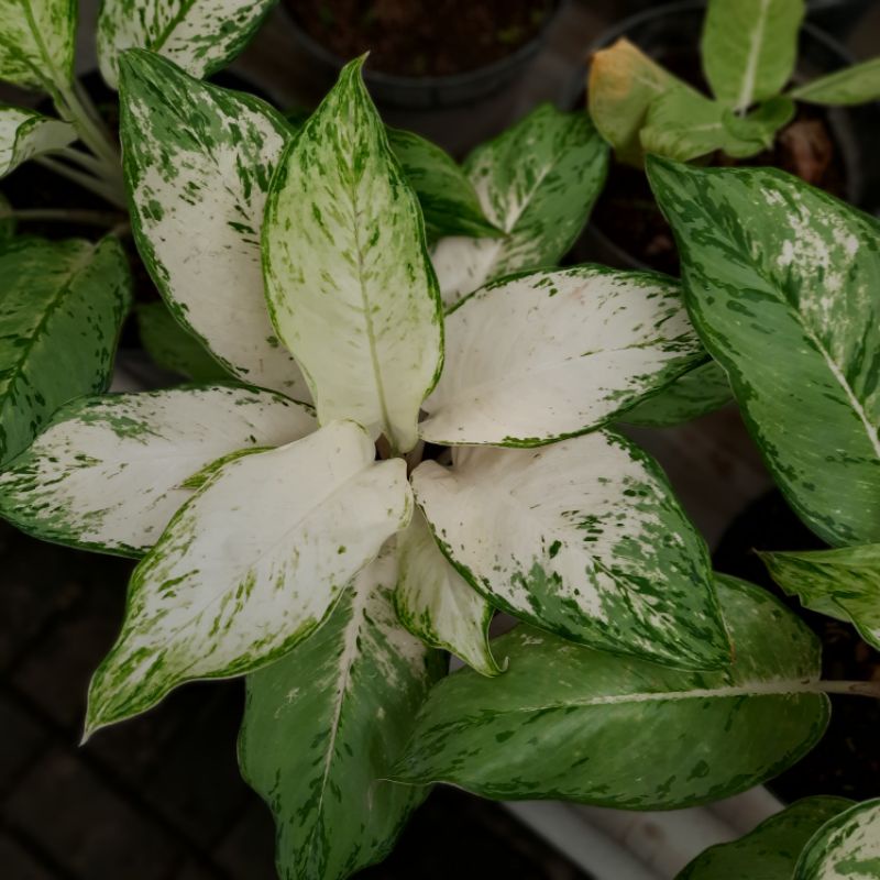 Aglonema Snow mountain Indukan / Aglaonema Snow mountain indukan