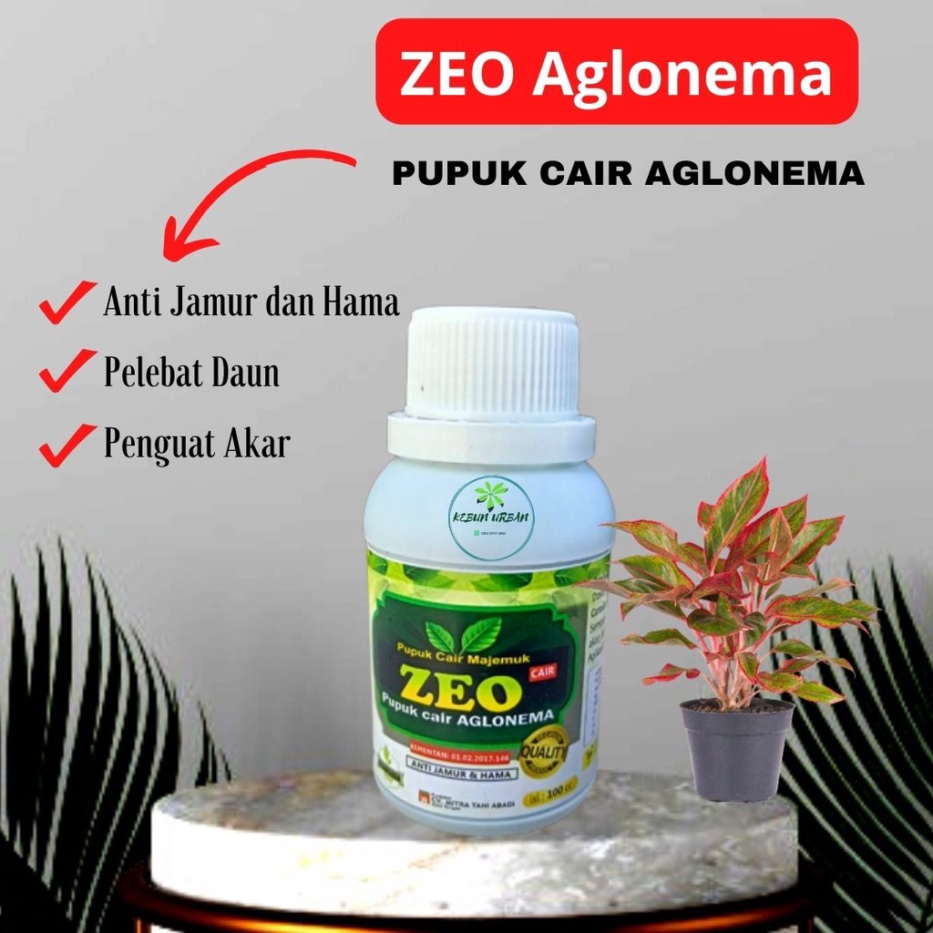 Pupuk Zeo Aglonema Cair, Pupuk Bunga Hias Aglonema Keladi Kamboja