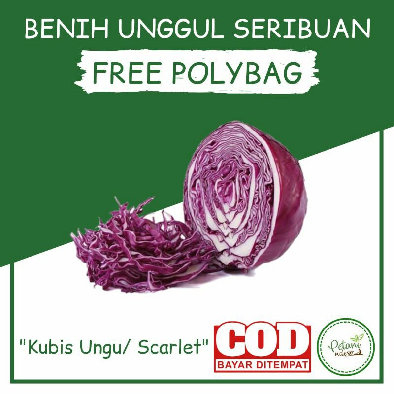 7Biji Benih Bibit Tanaman Sayur Sayuran Kol Ungu Kubis Merah Seribuan Murah Organik Hidroponik