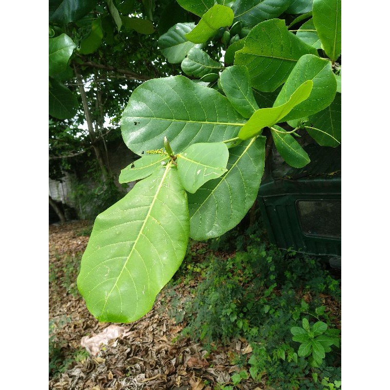 

Daun Ketapang kering Fresh Untuk Ikan Cupang