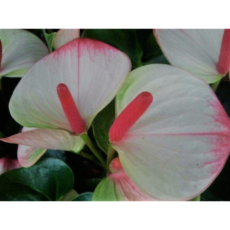 Tanaman Hias Anthurium Mickey Mouse bunga putih besar / anturium bunga