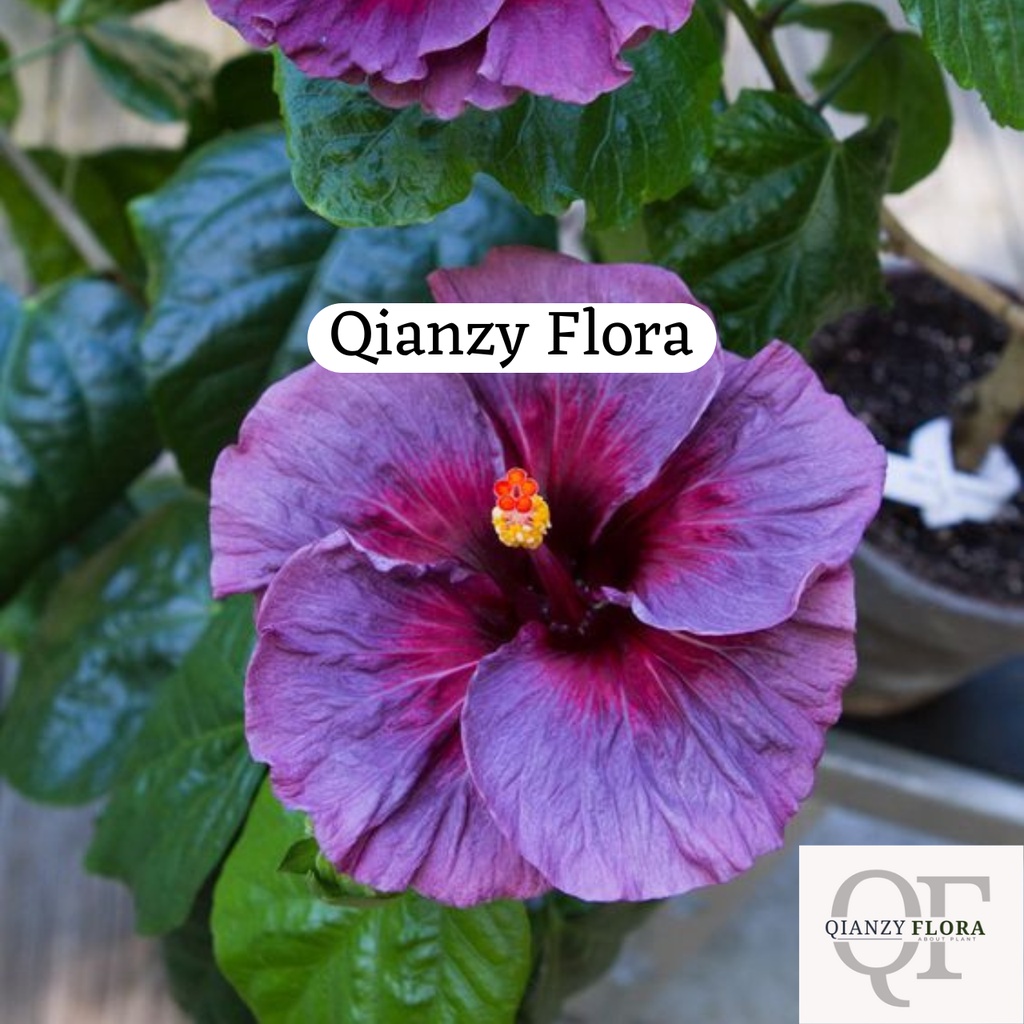 Tanaman hias Kembang sepatu bunga Ungu / Hibiscus Purple - bunga sepatu ungu