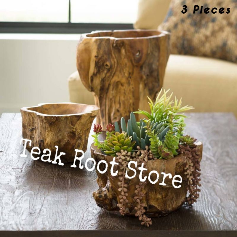Satu Set Pot Kaktus Unik dari Akar Kayu Jati