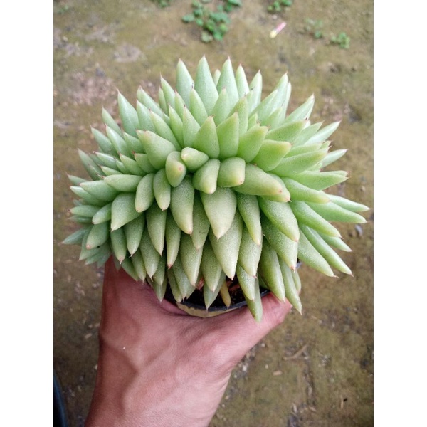 echeveria agavoides aquamarine cristata