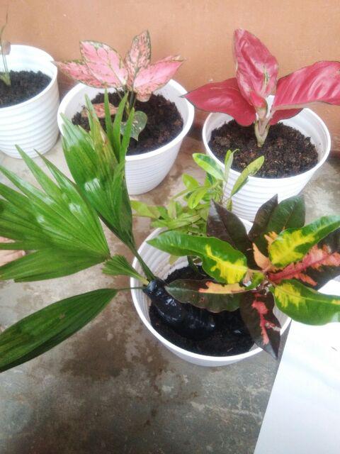 Tanaman Hias Bunga Ravenia