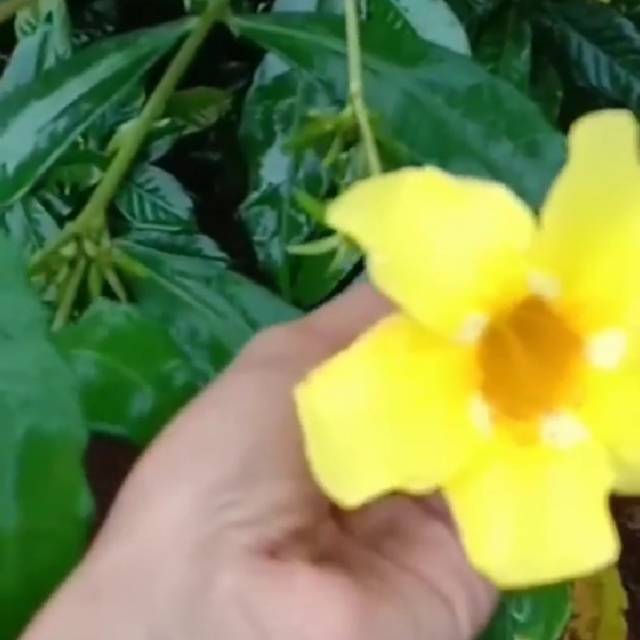 fifiendangkurniati15