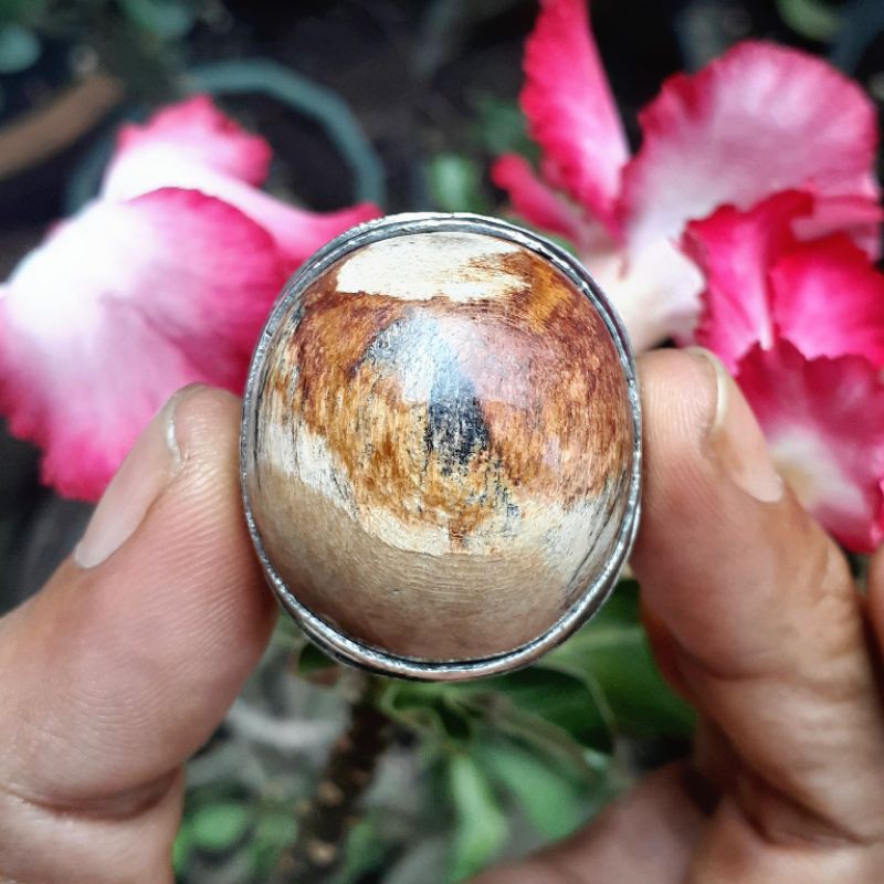 Fosil Kayu Kelor Merah Putih Coklat Hitam Mumbul
