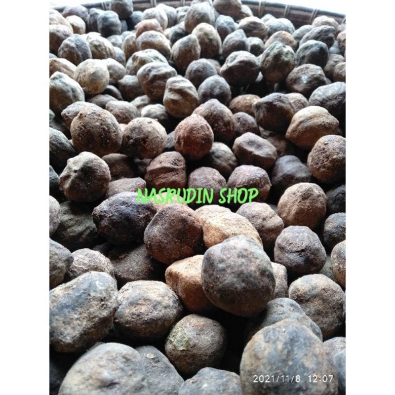 

KEMIRI 1KG BUAH BIJI KEMIRI UTUH DENGAN BATOK / BENIH KEMIRI / MUNCANG