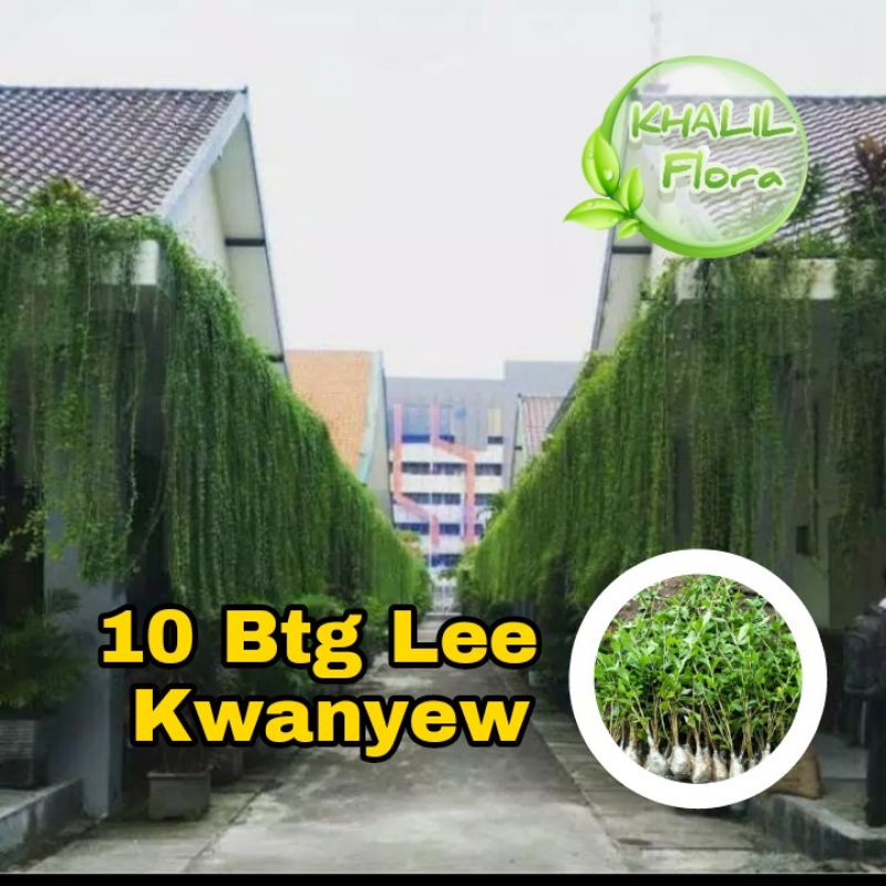 Tanaman Rambat/ Lee Kwan Yew/ Tanaman Hias Menjuntai Benih Bibit