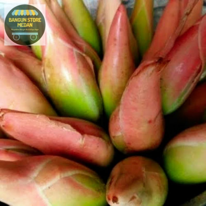 

BSM | TERMURAH Kincong Kecombrang Segar 250 - 500gr - 1kg | Sayur online
