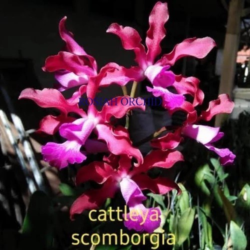 Anggrek Cattleya Scomborgia