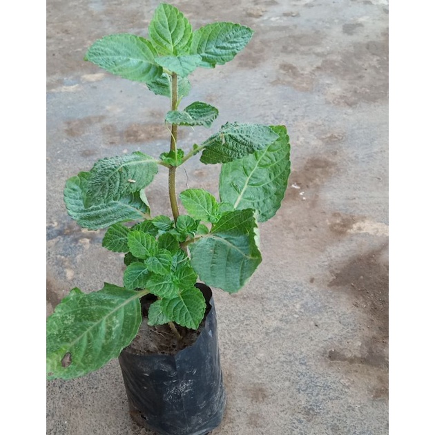 bibit tanaman cincau hitam janggelan