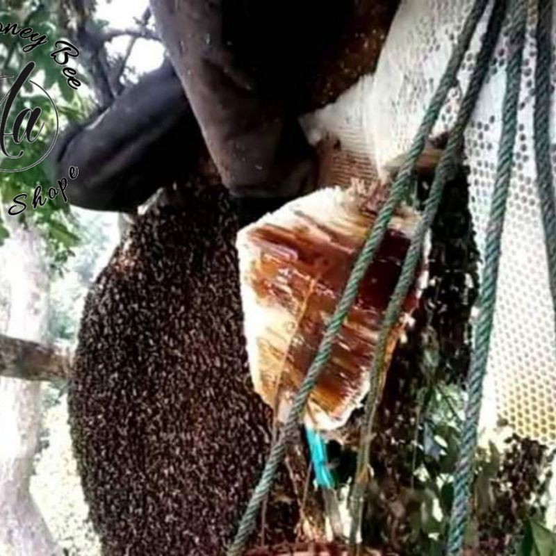 

Madu Sarang Hutan Sialang Riau 1kg