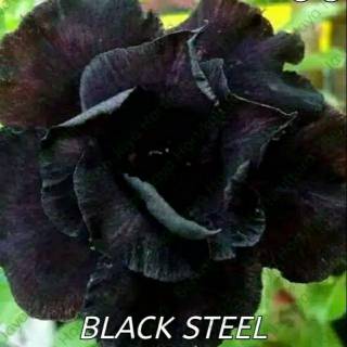 Bibit Bunga  Kamboja  Adenium Black Steel Shopee Indonesia