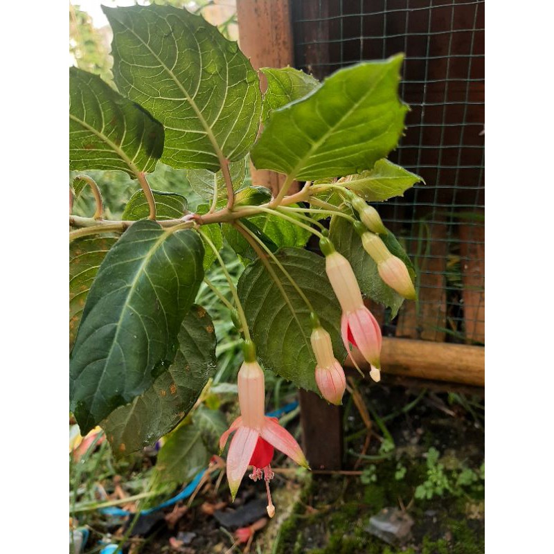 Fuchsia hibrida, Bibit Bunga Fuchsia hibrida, Bunga Anting India, Bunga Lampion-Pink