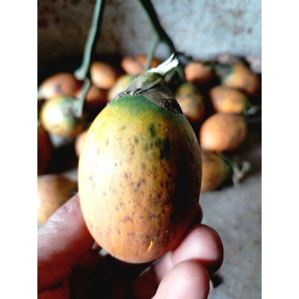 

buah pinag tua 1kg