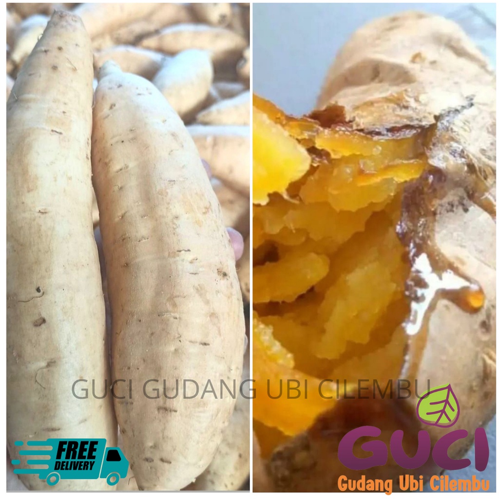 

UBI MADU CILEMBU MATANG OVEN UBI CILEMBU MADU MATANG OVEN JUMBO 1KG