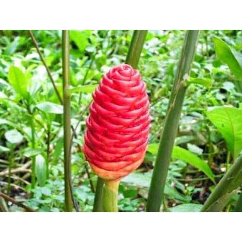 

lempuyang Puyang 100gram