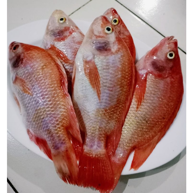 

IKAN MUJAIR NILA MERAH SEGAR 1KG